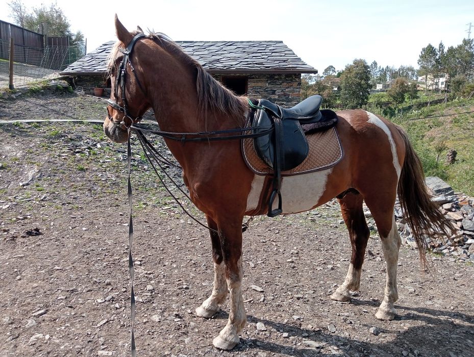 Cavalo inteiro malhado 10 anos