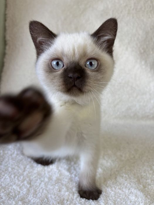 Шотландский котик