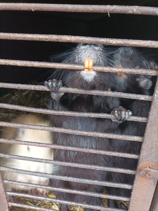 Продам молодь віком 4-6місяців