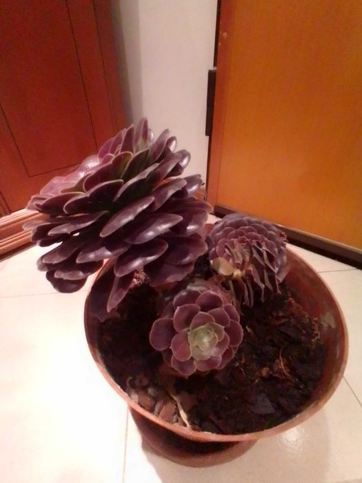 Plantas suculentas muito bonitas.