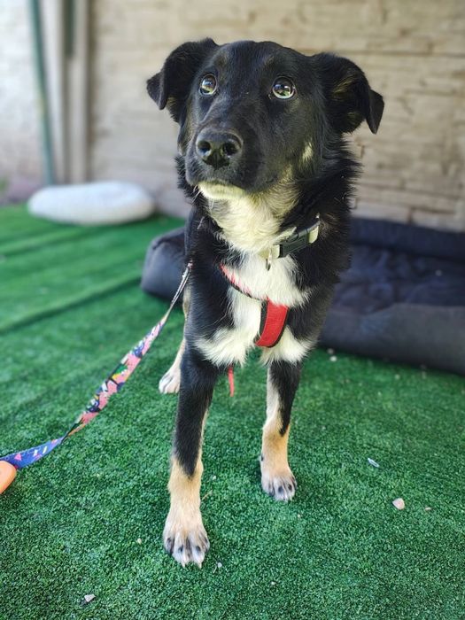 Niko piesek do adopcji