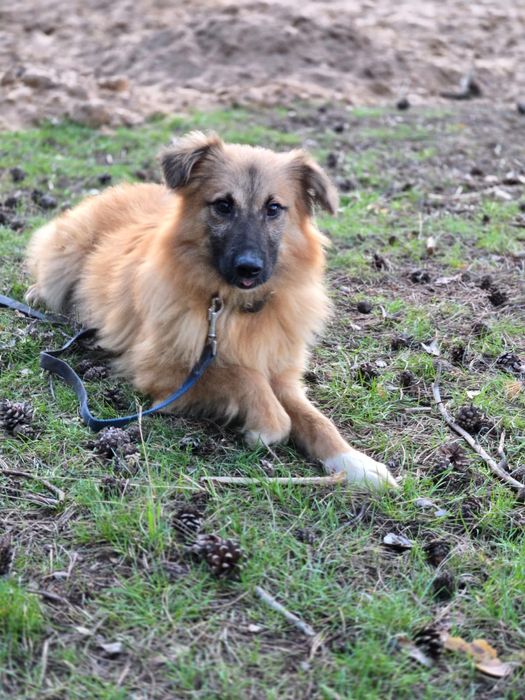 Отдам пса - компаньона, 8 месяцев