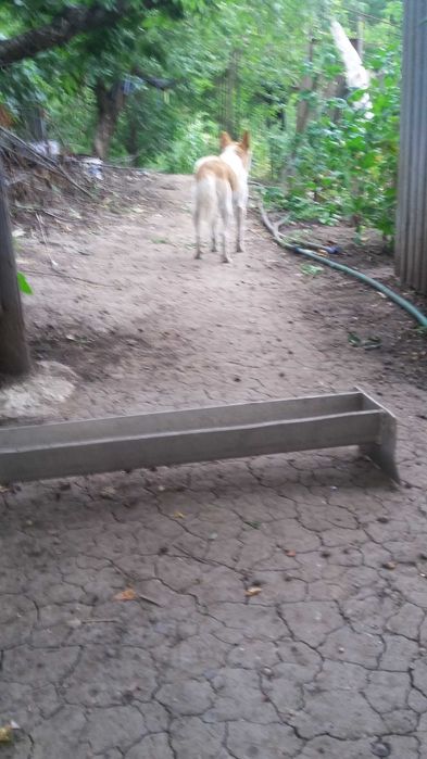 поїлки для тварин   поилки для животных птиц