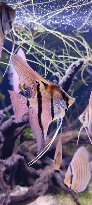 Skalar Pterophyllum Altum Rio nanay
