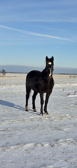 Wspóldzierżawa klaczy konia