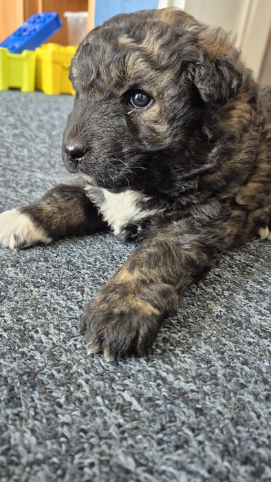 Do adopcji Suczka