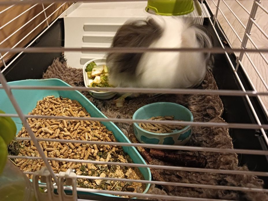 Świnka morska dlugowlosa