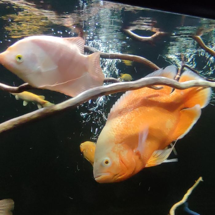 Pielęgnice pawiookie parka.