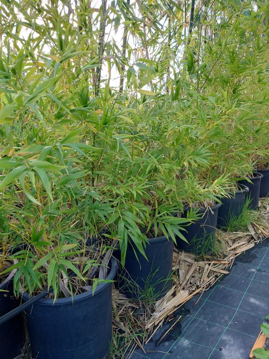 Bambu espécie fina e longa em vaso - Lote de 5 plantas