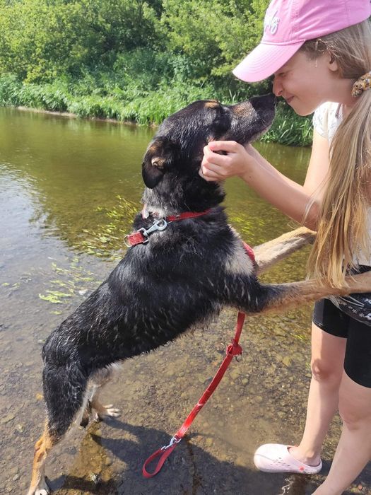 Kochany Tary szuka domu!