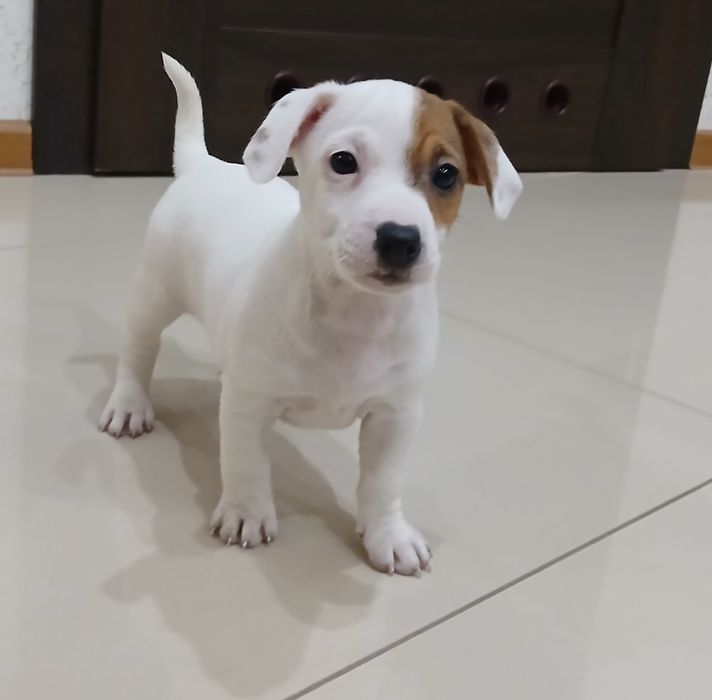 Jack Russel Terrier gotowy do odbioru