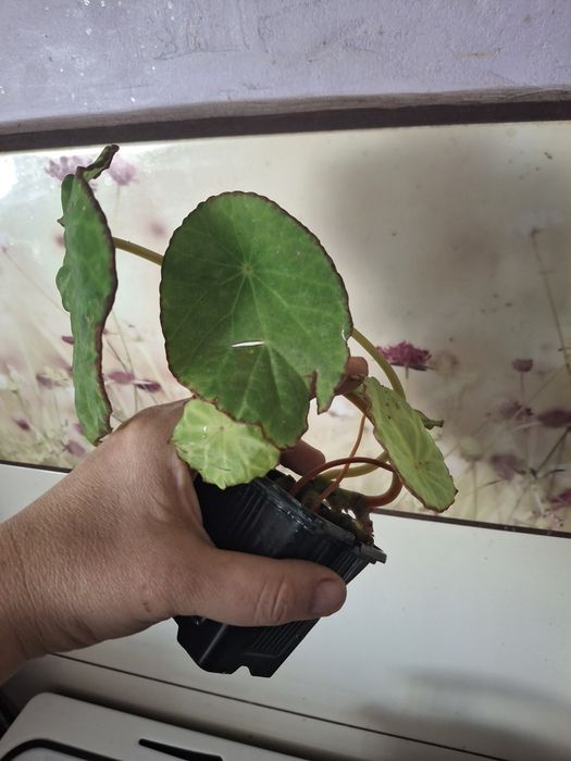 Begonia Scapigera