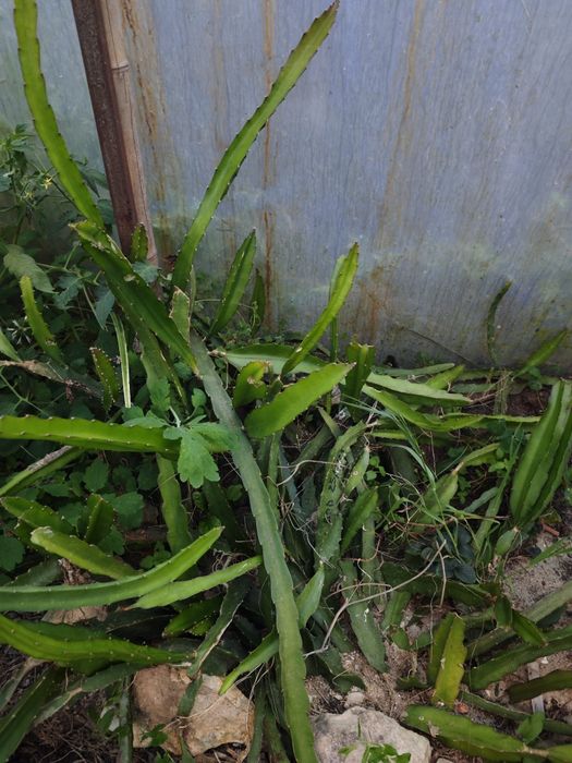 Pitayas auto fértil , autoplonizaveis e comuns  de várias variadades