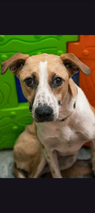 Собака а добрі ручки!