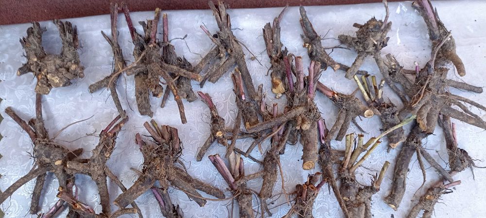 Продам рослину Живокіст