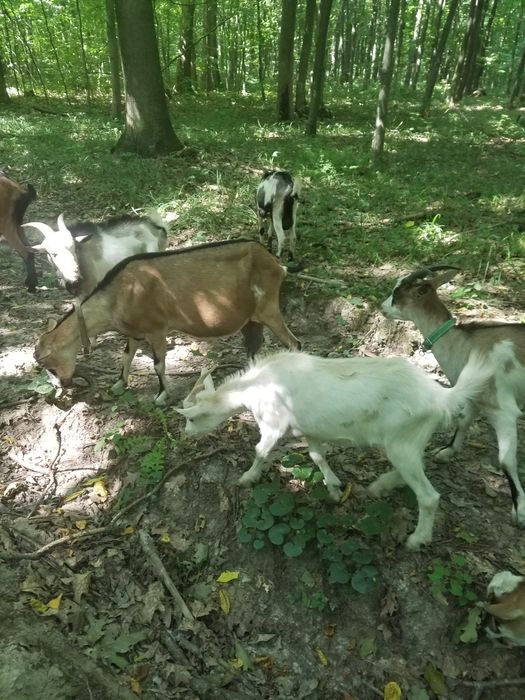 Продам молоді кози