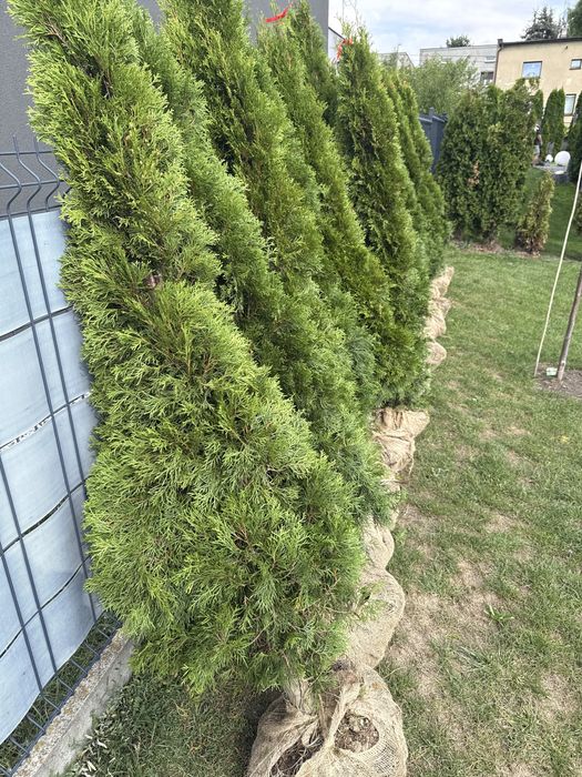 Tuja thuja 180  drzewko iglak
