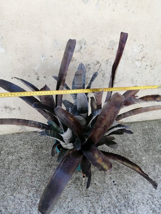 Billbergia (bromélia) planta com flor em tons rosa