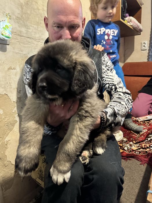 Цуценята хлопчики Кавказької Вівчарки