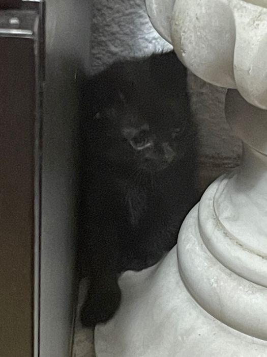 Gatinhos bebés para doar