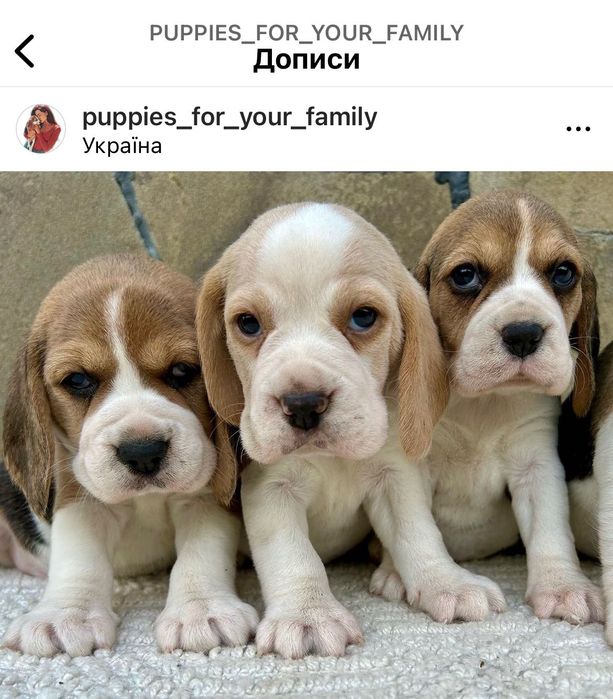 Вільні цуценята Бігль! Доставка по світу, повний пакет документів!