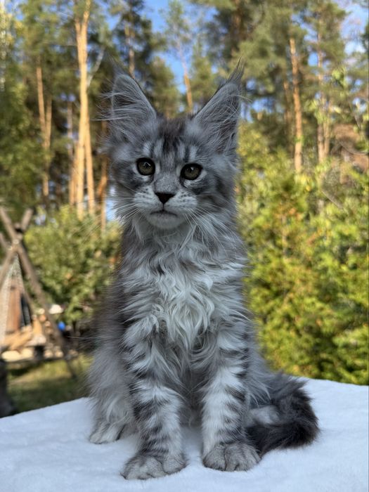 Мейн кун дівчинка