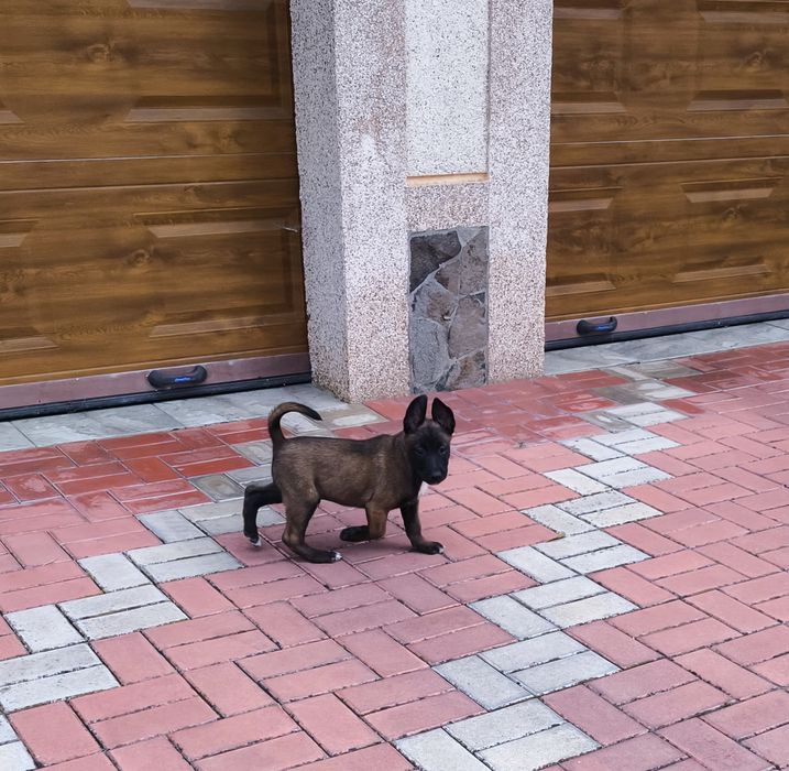 Малінуа бельгійська вівчарка