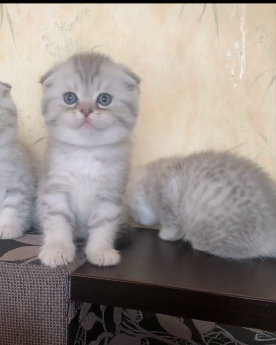 Срібна красуня фолд