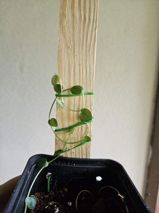 Monstera dubia na desce [5]