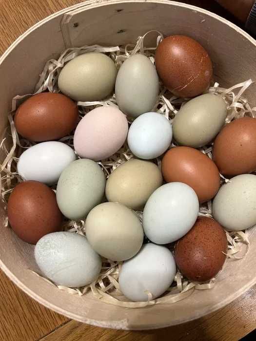 sprzedam jaja jajka wiejskie smaczne 100 jajek