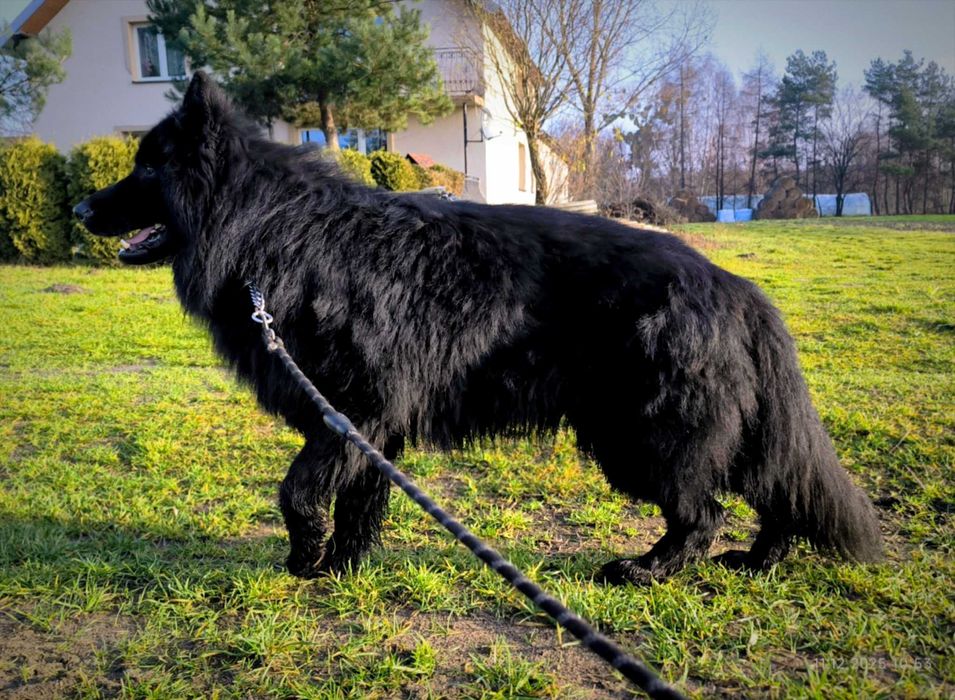 Szczenię owczarka niemieckiego