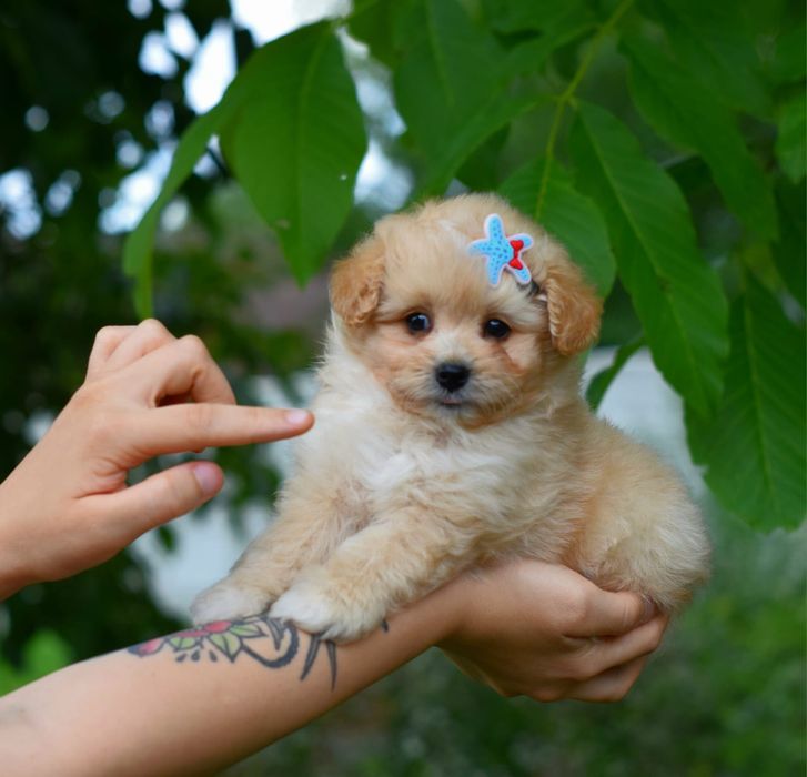 Мальтіпу цуценятко, пухнастик малятко