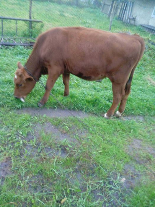 Продам теличку на тремання