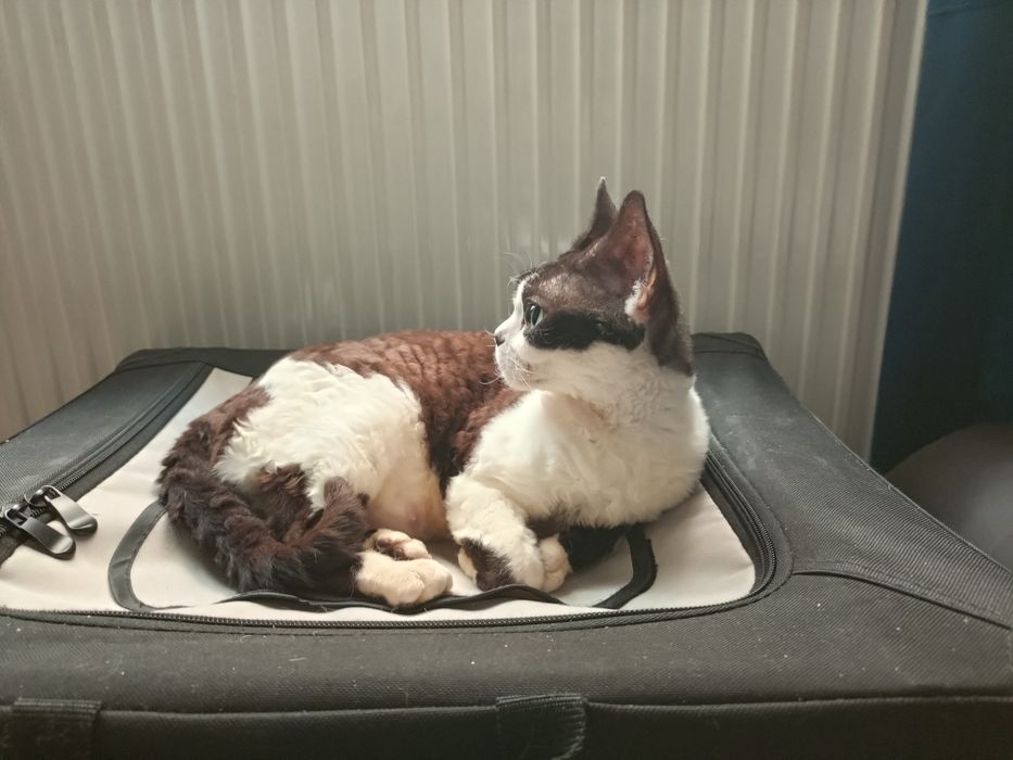 Dziewczynka rasy Devon Rex