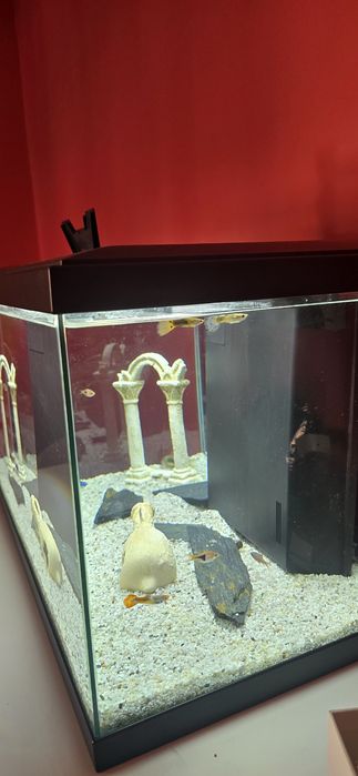 Aquário ciano 60 agua doce