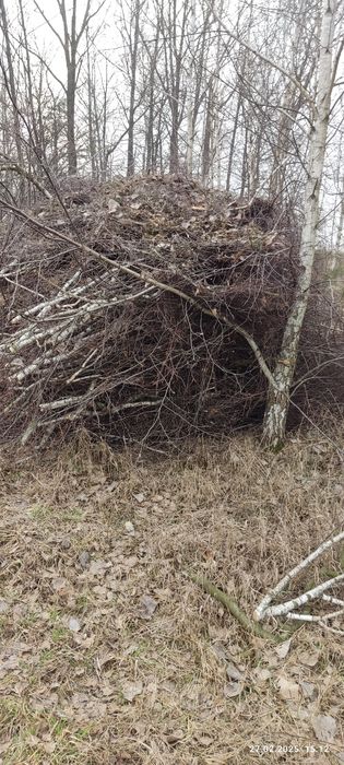 Oddam gałęzie za darmo