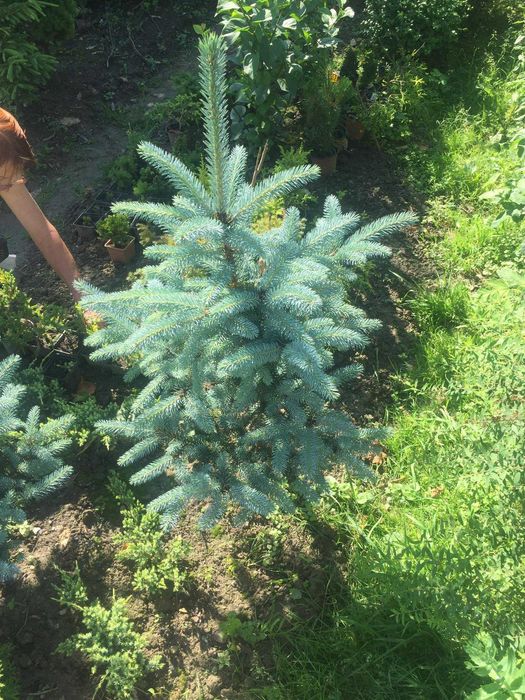 Продам ялинку голубу.