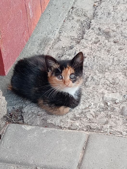 Котик хлопчик пухнастий