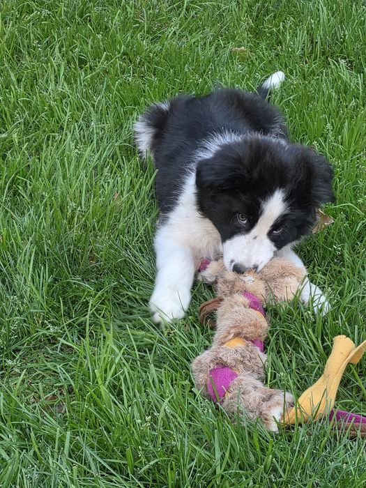 Border collie ZKwP/fci - szczeniak gotowy do zmiany domu