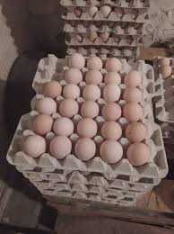 KURY NIOSKI  z własnej hodowli ! Messa Dominant i inne ! TRANSPORT !