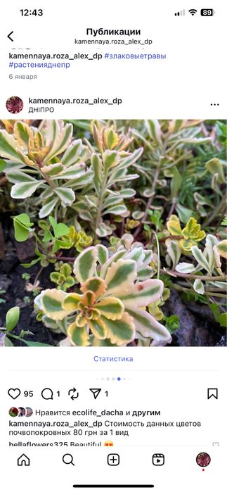 Очитки почвопокровные