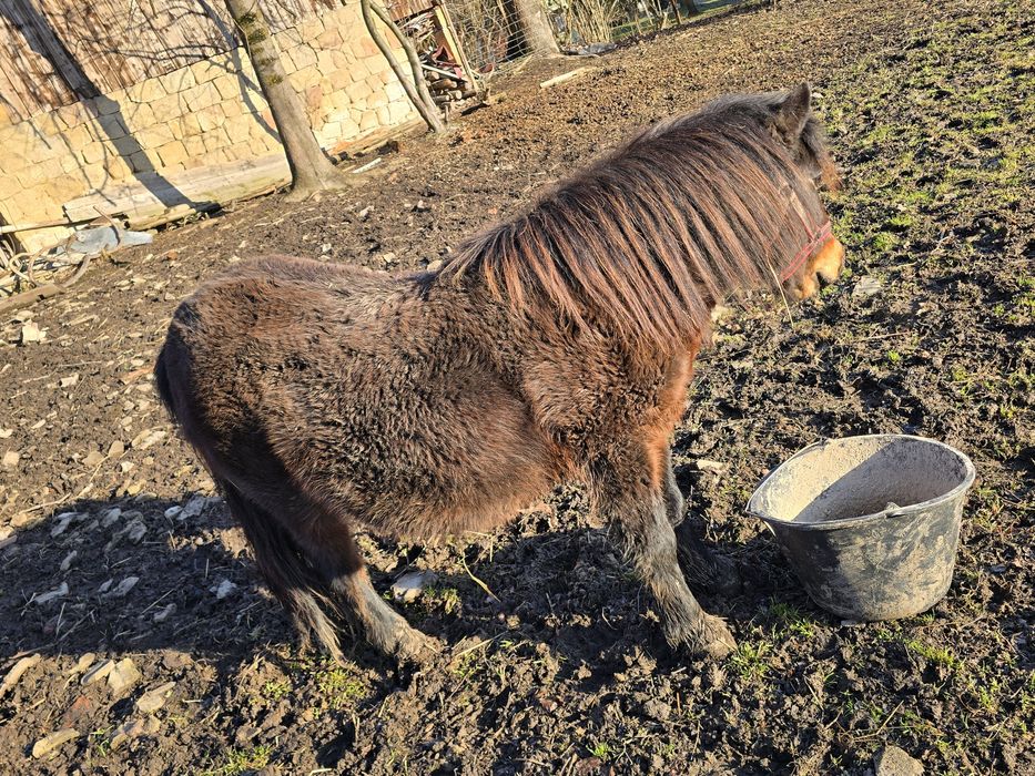Kucyk klacz klaczka okazja