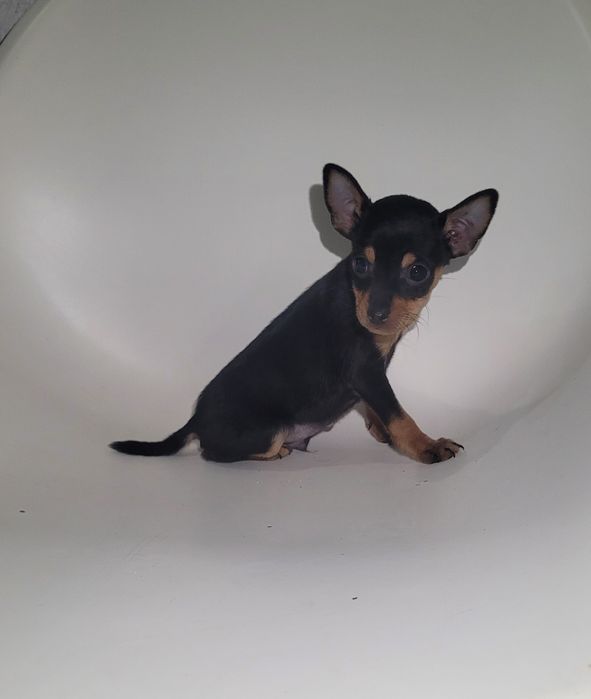 Cachorrinho Pinscher miniatura