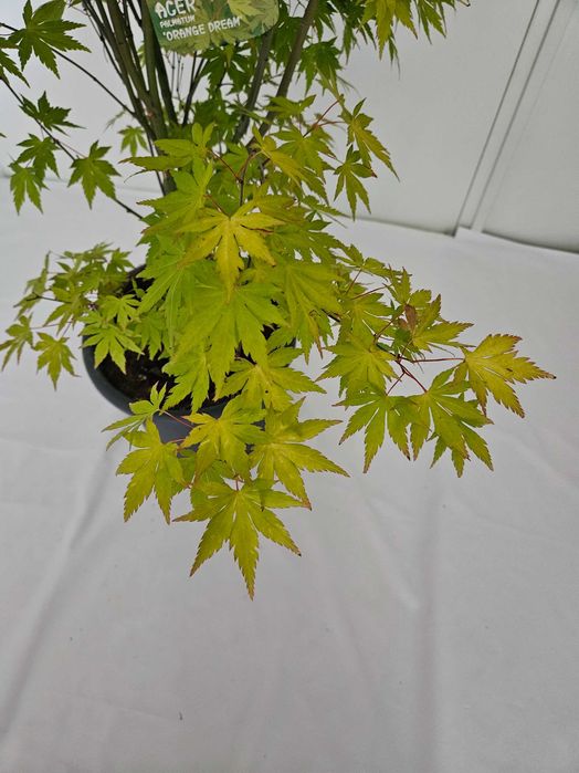 Bonsai – Klon japoński palmowy 'Orange Dream'