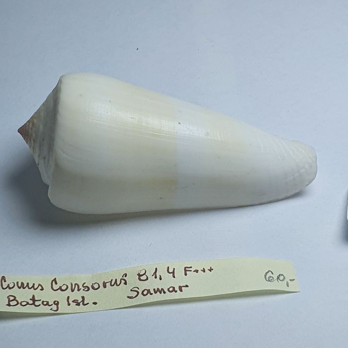 Conus  Consorus.