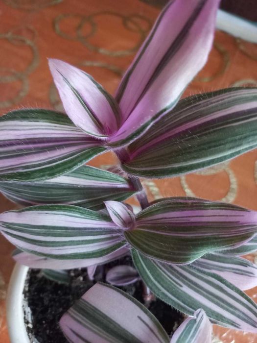 Распродажа  цветов. Только Харьков