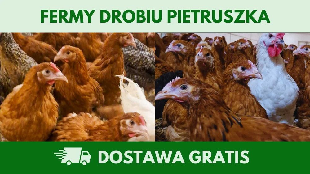Kury nioski 12–20 tyg. | Dostawa GRATIS | Ferma Drobiu