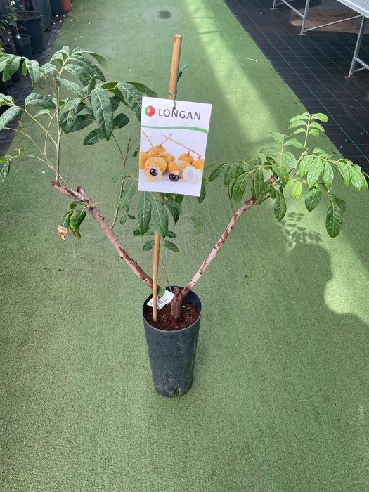 Logan árvore de fruto64584277448835120