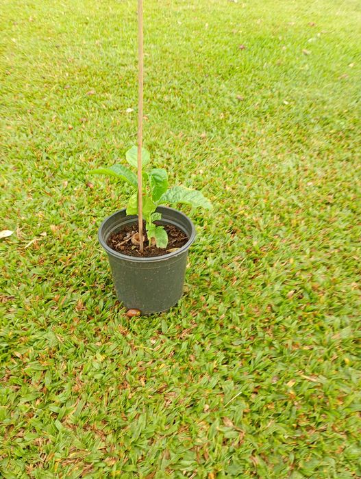 Planta de maracujá roxo