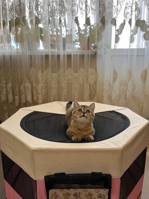 Шотландські кошенята золота шиншила чистокровна дівчинка